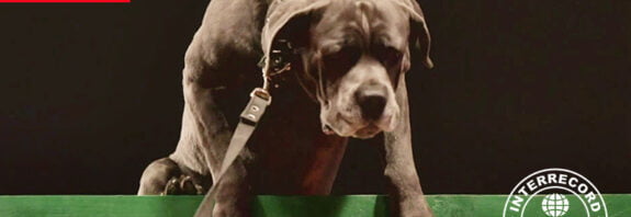 Наибольшее количество последовательных прыжков собаки (порода Кане-Корсо) через глухие барьеры