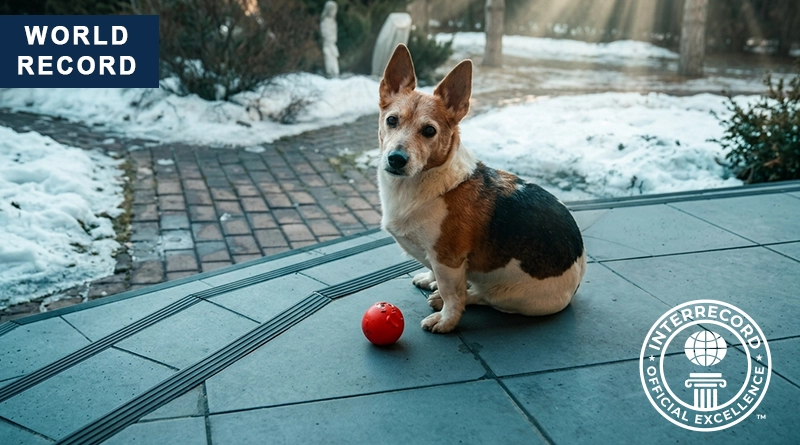 oldest Jack Russell Terrier dog